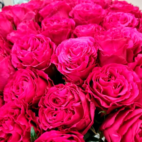 Розы Эквадор Хотспот фото 6