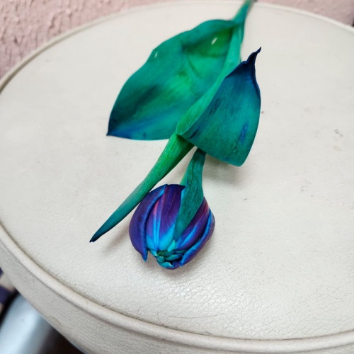 Тюльпан пионовидный синий фото 3 Тюльпан пионовидный синий фото 3