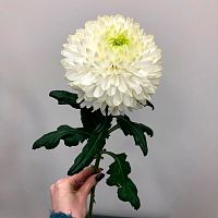 Хризантема Одноголовая Деко Магнум