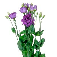 Эустома Лавандовая (Лизиантус)