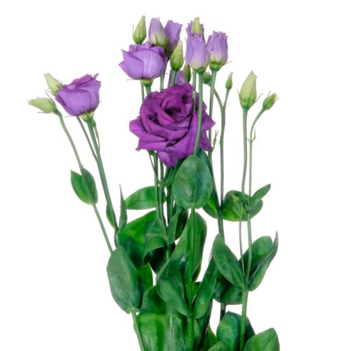 Эустома Лавандовая (Лизиантус)