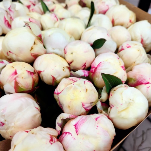 Пионы белые Голландия фото 6 Пионы белые Голландия фото 6