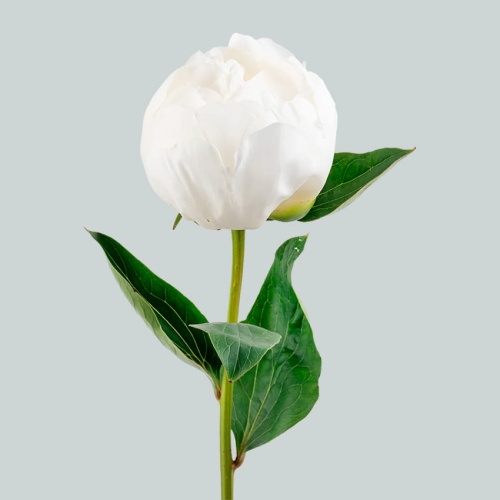 Пионы белые Голландия Пионы белые Голландия