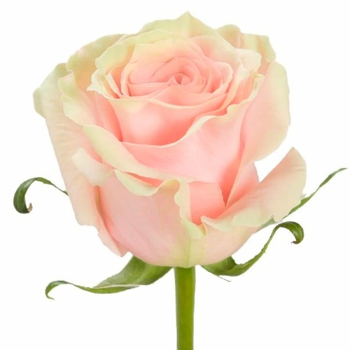 Роза Эквадор Пинк Мондиаль фото 2