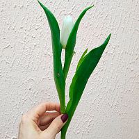 Тюльпан белый