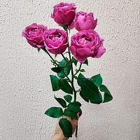 Роза кустовая Джульетта Серис