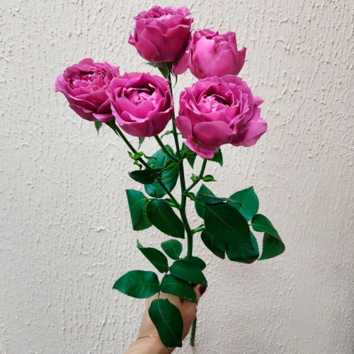 Роза кустовая Джульетта Серис