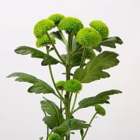 Хризантема Кустовая Код Грин