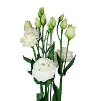 Эустома Белая (Лизиантус)