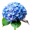 Гортензии