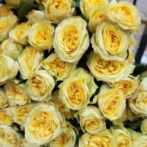 Роза пионовидная кустовая фото 5