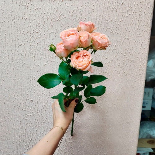 Роза пионовидная кустовая