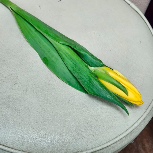 Тюльпан жёлтый фото 3 Тюльпан жёлтый фото 3