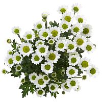 Хризантема Сантини белая