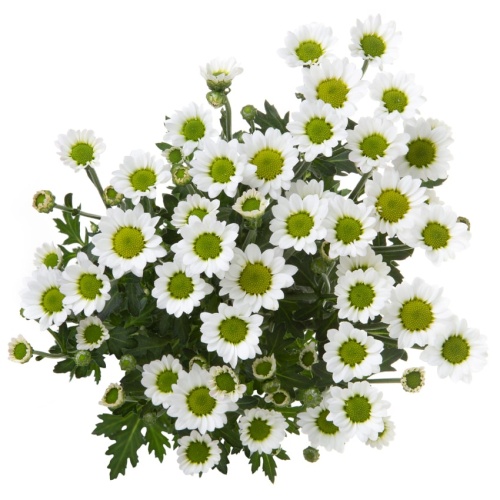 Хризантема Сантини белая