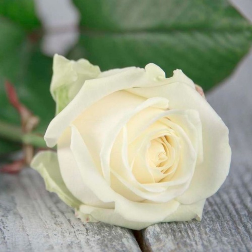 Роза Эквадор Аваланж фото 2