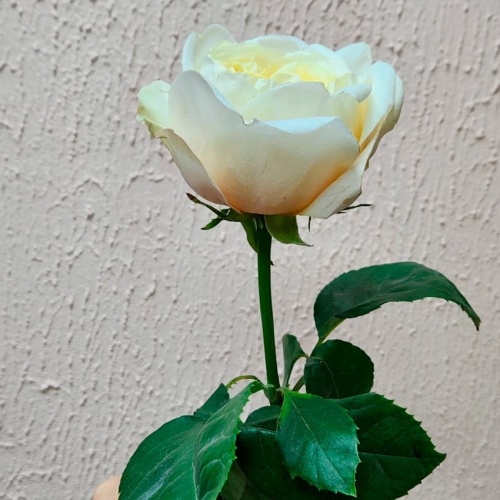 Роза пионовидная Дэвида Остина фото 3