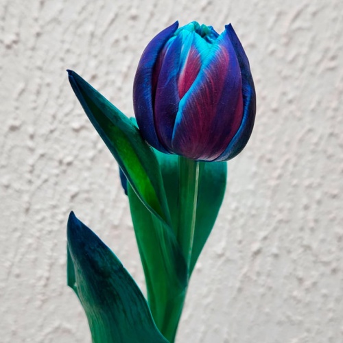 Тюльпан пионовидный синий фото 4 Тюльпан пионовидный синий фото 4