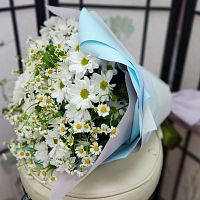 Хризантемы Танацетум