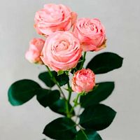 Роза Мадам Бомбастик Эквадор Премиум