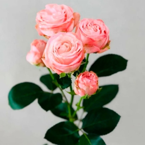 Роза Мадам Бомбастик Эквадор Премиум Роза Мадам Бомбастик Эквадор Премиум