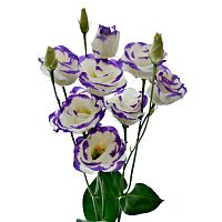 Эустома Эхо Блю Пикоти (Лизиантус)