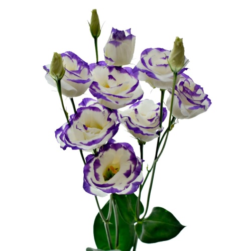 Эустома Эхо Блю Пикоти (Лизиантус)