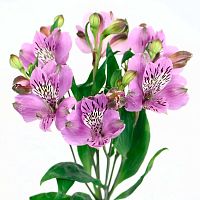 Альстромерия сиреневая