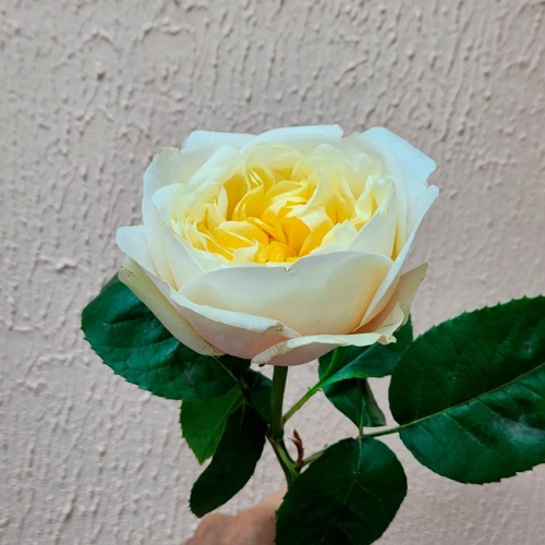 Роза пионовидная Дэвида Остина фото 4