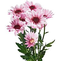 Хризантема Стреса розовая