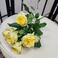 Роза пионовидная кустовая