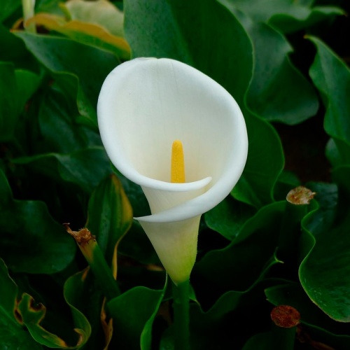 Каллы белые