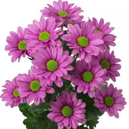 Хризантема Кеннеди малиновая