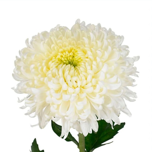 Хризантема Одноголовая Деко Магнум фото 2