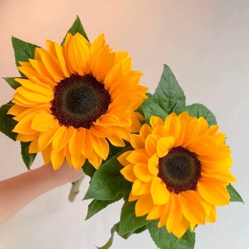 Подсолнухи и Танацетум фото 3