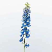 Дельфиниумы голубые