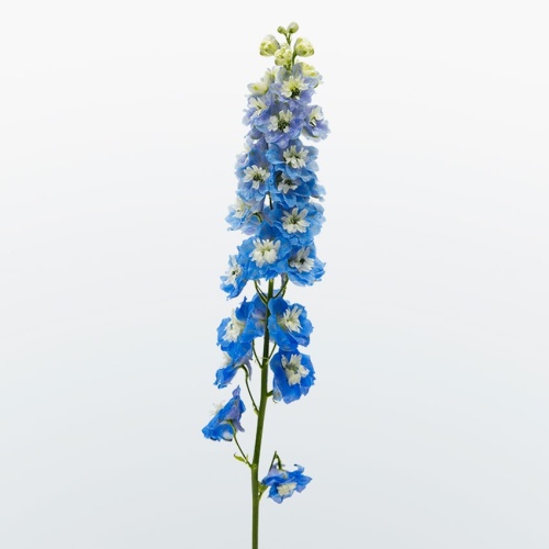 Дельфиниумы голубые Дельфиниумы голубые