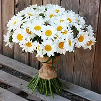 Ромашки полевые одноголовые