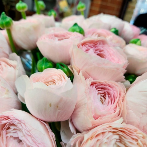 Авторский букет из Ранункулюсов фото 3 Авторский букет из Ранункулюсов фото 3