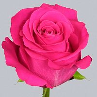 Роза Эквадор Пинк Флойд