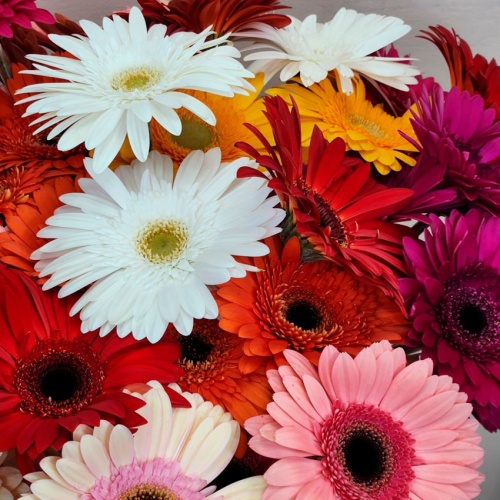 Букет из Герберы Микс фото 2