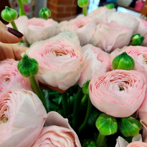 Авторский букет из Ранункулюсов фото 3 Авторский букет из Ранункулюсов фото 3