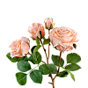 Розы Кустовые