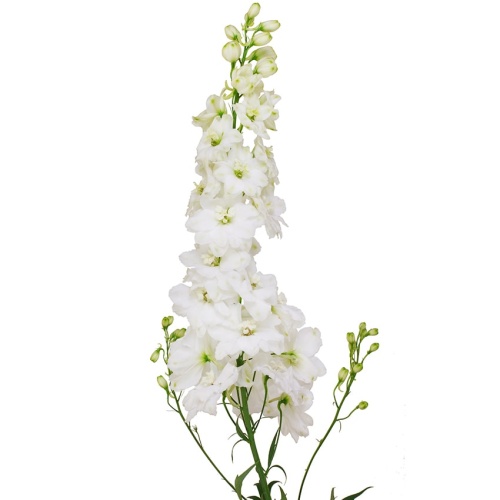 Дельфиниумы белые Дельфиниумы белые