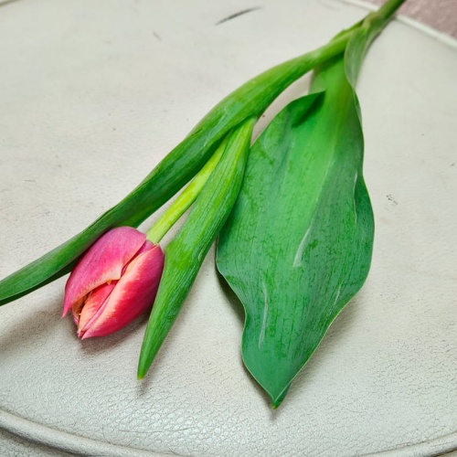 Тюльпан пионовидный розовый фото 3