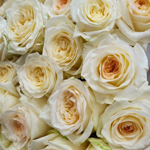 Розы Эквадор Канделайт фото 3