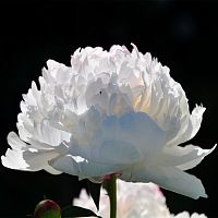 Пионы белые