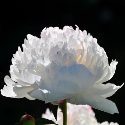 Пионы белые