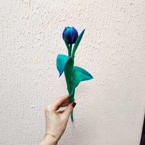 Тюльпан пионовидный синий Тюльпан пионовидный синий