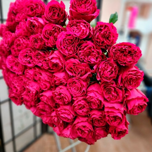 Розы Эквадор Хотспот фото 4